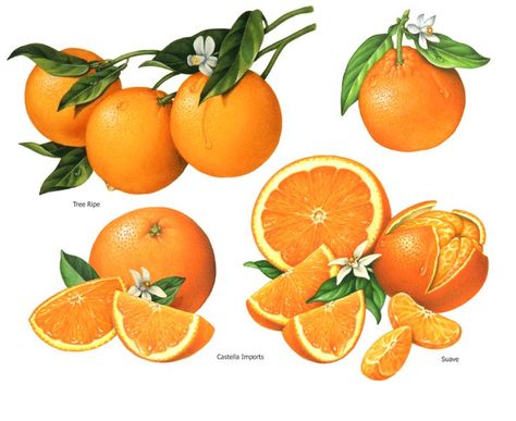 fruit illustrations of oranges with whole fruit and slices with blossoms and leaves. Oranges Tattoo, Orange Tattoo, Fruit Tattoo, Fruits Drawing, Orange Blossoms, Watercolor Fruit, Botanical Illustration Vintage, Fruit Illustration, Oranges And Lemons