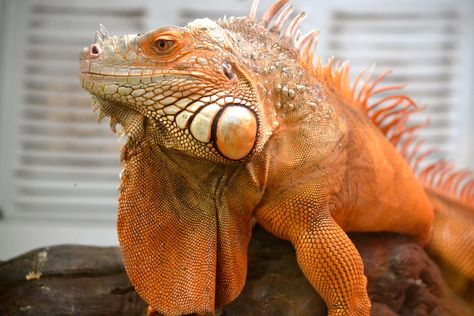 Rusty the Red Iguana | breathelighter Red Iguana, Big Iguana, Iguana Pet, Reptile Zoo, Tropical Fish Aquarium, Rabbit Cages, Reptiles And Amphibians, Tropical Fish, Animal Planet