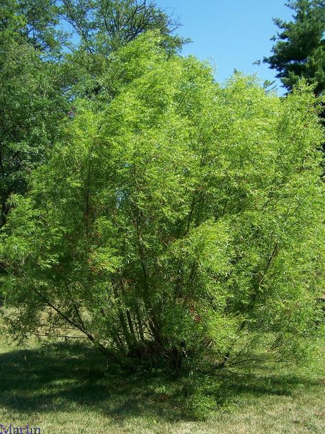 Black Willow - The wood is light (specific gravity 0.34 to 0.41), usually straight grained, without characteristic odor or taste, weak in bending, compression, and moderately high in shock resistance. Black Willow, Hummingbird Plants, Deer Resistant Plants, Fragrant Plant, Tree Canopy, Climbing Vines, Deciduous Trees, Willow Tree, Koi Pond