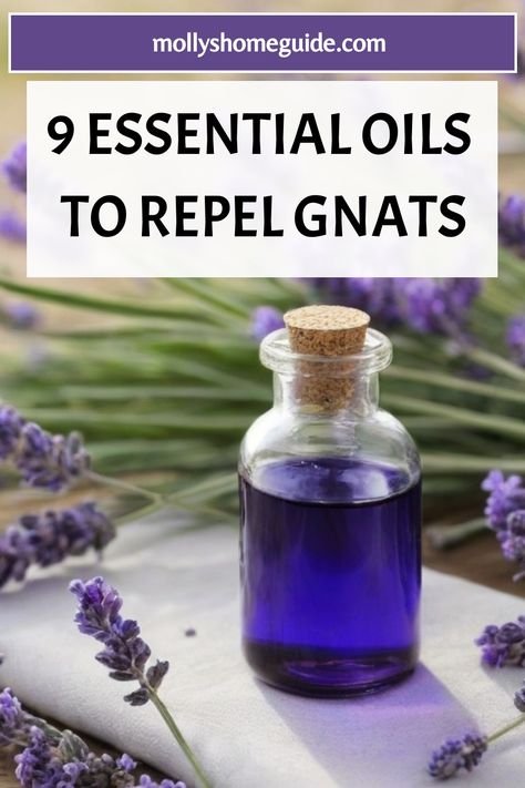 Looking for natural ways to get rid of gnats? Try making your own DIY gnat repellent using essential oils like lavender, eucalyptus, and lemon grass. These essential oils not only repel gnats but also kill fungus gnats effectively. Control the gnat population in your home and garden by using this homemade gnat spray recipe. How To Get Rid Of Gnats In The Kitchen, How To Get Rid Of Gnats In The House, Gnats Get Rid Of In Kitchen, How To Kill Gnats, Gnat Spray, How To Get Rid Of Gnats, Oil Image, Fungus Gnats, Citronella Essential Oil