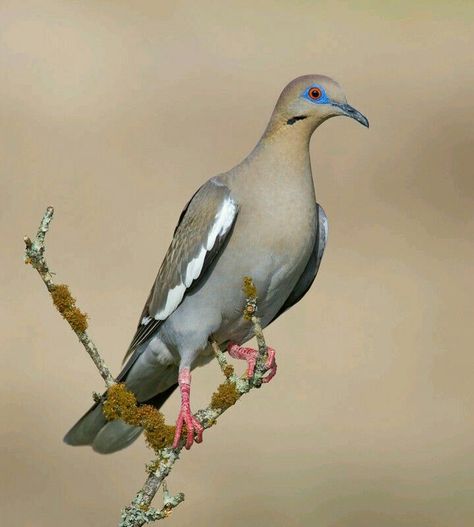 White-winged Dove (Zenaida asiatica) Cute Pigeon, Dove Pigeon, Red Eared Slider, What A Beautiful World, Dove Bird, Crows Ravens, White Wings, Sonoran Desert, Exotic Birds