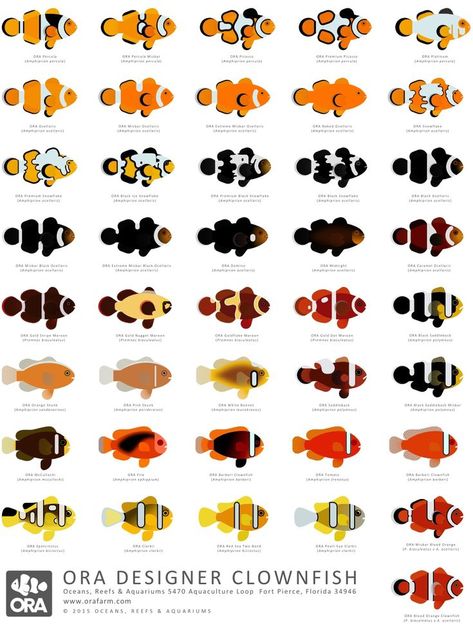 designer clownfish Saltwater Aquarium Design, Designer Clownfish, Marine Aquarium Fish, Marine Fish Tanks, Saltwater Aquarium Fish, Coral Reef Aquarium, Saltwater Fish Tanks, Marine Tank, Salt Water Fish