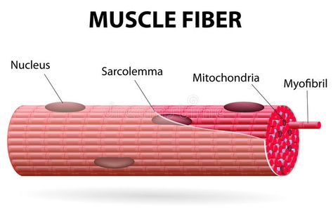 The skeletal muscle fiber. Skeletal muscle cells are tubular. They have multiple , #Aff, #Skeletal, #cells, #tubular, #skeletal, #muscle #ad Types Of Muscle Tissue, Skeletal Muscle Anatomy, Muscle Cell, Cardiac Muscle, Muscle Fiber, Smooth Muscle, Types Of Muscles, Organization Notes, Lab Activities