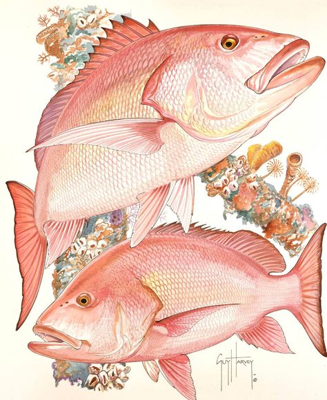 Red Snapper Drawing, Guy Harvey Art Fish, Red Snapper Painting, Snapper Drawing, Guy Harvey Art, Red Snapper Fish, Fishing Freshwater, Grouper Fish, Snapper Fish