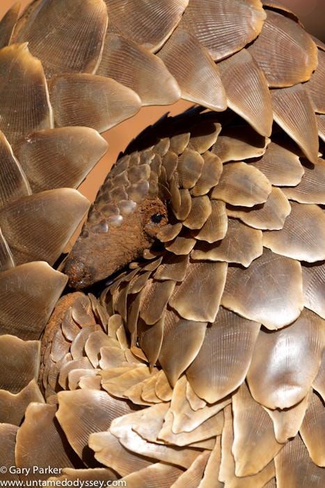 "Pangolin" - Pangolin found in the Southern Kalahari in an open area, Perfect!!! African Pangolin, Pangolin Art, Ground Pangolin, Endangered Animals, Amazing Animals, Wildlife Animals, Animals Of The World, Animal Photo, Beautiful Creatures