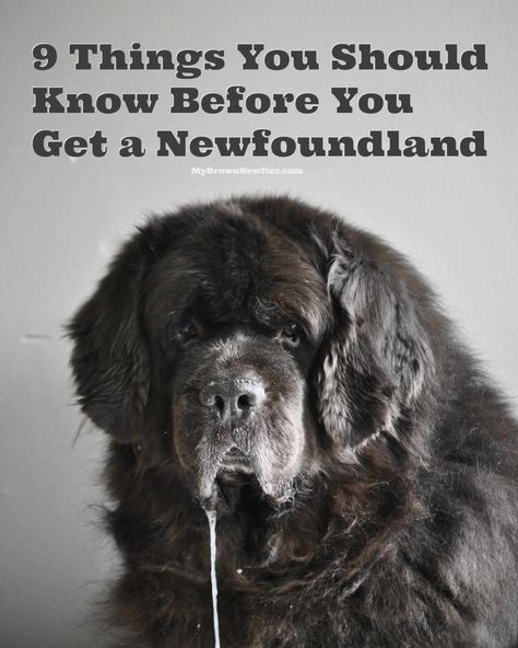 Newfoundland Dog Puppy, Newfie Dog, Newfoundland Puppies, Giant Dog Breeds, Newfoundland Dogs, Big Dog Breeds, Pet Tips, Dog Pics, Terra Nova