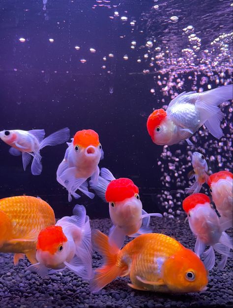 Chunky Gold Fish, Fancy Gold Fish, Ranchu Goldfish Wallpaper, Oranda Goldfish Tank, Gold Fish Aesthetic, Ranchu Gold Fish, Fat Goldfish, Gold Fish Aquarium, Oranda Fish