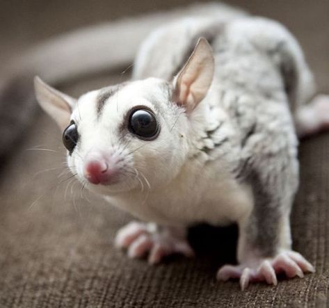 15 Exotic Animals That Are Chosen By People All Over The World As Pets Sugar Glider For Sale, Sugar Glider Baby, Sugar Glider Pet, Cute Australian Animals, Sugar Bears, Colored Sugar, Sugar Gliders, Flying Squirrel, Socrates