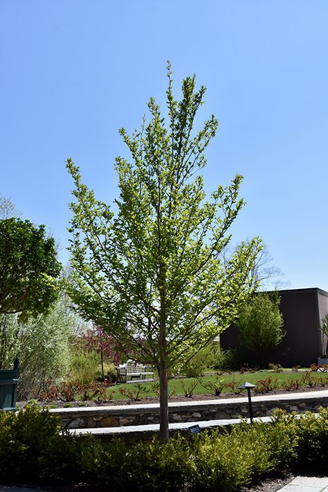 Japanese Stewartia, Stewartia Pseudocamellia, Stewartia Tree, Sammamish Washington, Winnetka Illinois, Dundas Ontario, Sensitive Plant, Mountain Nursery, Full Size Photo