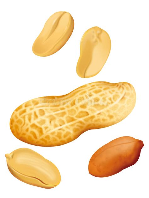 Peanut Illustration. Isolated pieces of Peanut in white background #Sponsored , #paid, #AD, #Illustration, #background, #white, #Peanut Peanut Illustration, Chickadee Art, Dried Fruit Mix, Peanut Recipes, Food Artwork, Food Clips, Embroidery Design Download, Fruit Illustration, Illustration Background