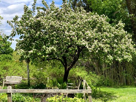 Islamic Garden, Quince Tree, South Carolina Homes, Raised Bed, Garden Trees, Flowering Trees, Raised Beds, In Bloom, Garden Wall