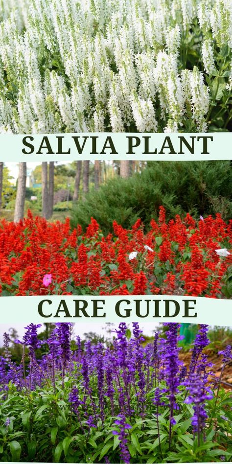 Salvia Plant Care Guide - Multigardening Salvia Plant Care, Gerbera Daisy Care, Salvia Plant, Desert Rose Care, Salvia Plants, Plant Care Guide, Greenhouse Ideas, Basil Plant, Powdery Mildew