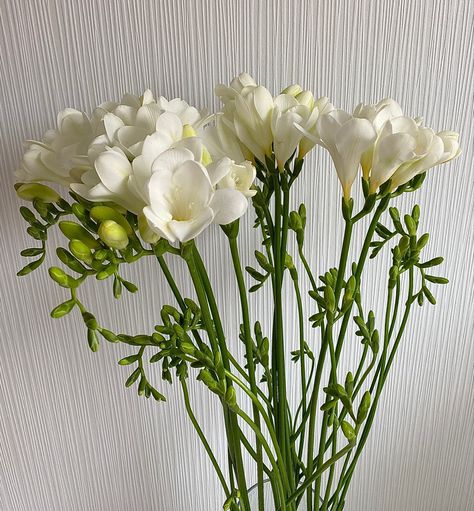 Weiße Blumen, blühende Blumen, white flowers, bloom Cover Playlist, Freesia Flower, White Freesia, Freesia Flowers, Aesthetic Ig, Flowers Blooming, Ig Feed, Flower Names, White Flowers