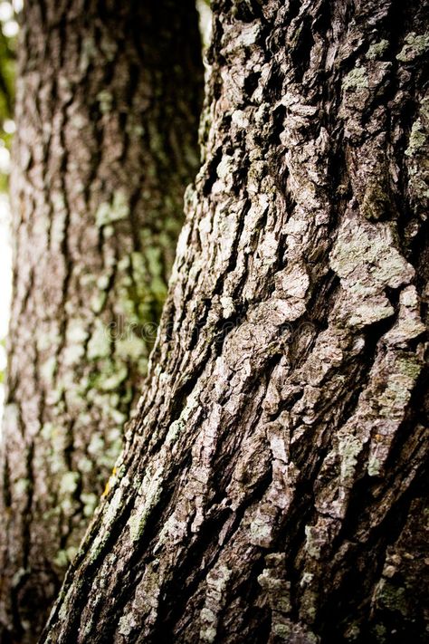 Bark Oak Tree. Closeup of an oak tree trunk with strong contrast and background , #Sponsored, #Closeup, #oak, #Tree, #Bark, #Oak #ad Tree Bark Reference, Tree Bark Tattoo, Bark Of Tree, Oak Aesthetic, Oak Tree Leaves, Oak Tree Bark, Bark Idea, English Oak Tree, Tree Texture