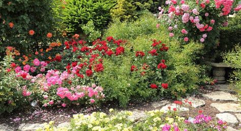 Rose Pruning Workshop – Davis Cemetery District & Arboretum Roses Garden Care, Types Of Shrubs, Floribunda Roses, Rose Garden Design, Rose Care, Rose Varieties, Roses Garden, Cozy Spaces, Types Of Roses