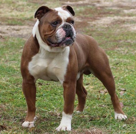 Leavitt Bulldog, Bulldogs English, Blue French Bulldog Puppies, Lovers Tattoo, Pitbull Dog Breed, Olde English Bulldogge, Bully Breeds Dogs, Bulldog Breeds, Bulldog Puppies For Sale