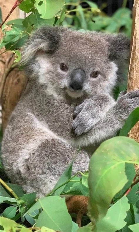 Koala Nursery, Cute Animal Tattoos, Cute Koala Bear, Animal Aesthetic, The Wombats, Australia Animals, Baby Koala, Cute Animals Images, Animal Painting