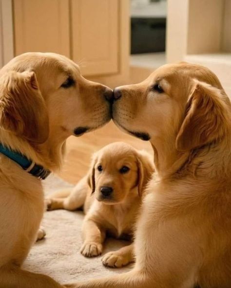 Chien Golden Retriever, Smartest Dog Breeds, Very Cute Puppies, Cute Small Animals, Cute Animals Puppies, Very Cute Dogs, Long Walk, Dog Modeling