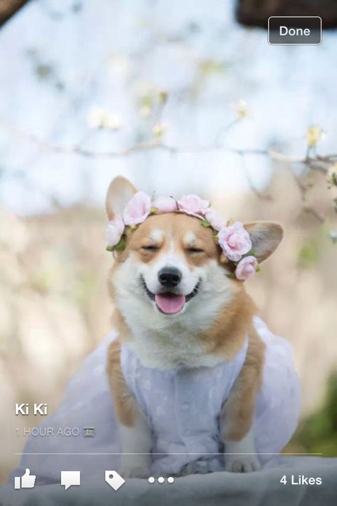 Corgi Engagement Photos, Corgi At Wedding, Corgi Wedding, Corgi In Costumes, Corgi Dressed Up, South Wedding, Corgi Fairy, Dog Wedding Attire, Corgi Memes Funny