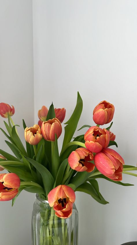 Parrot tulips