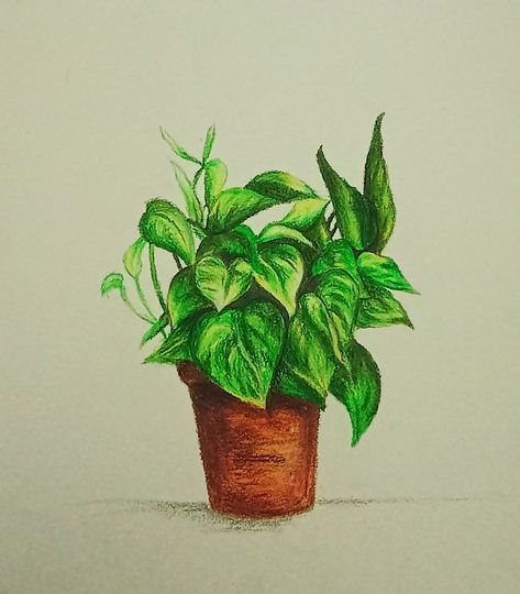 Money Plant (Oil Pastel) Plant Oil Pastel, Pencil Sketch Images, Money Plant, Still Life Drawing, Plant Painting, Plant Drawing, Chalk Pastels, Cute Easy Drawings, Oil Plant