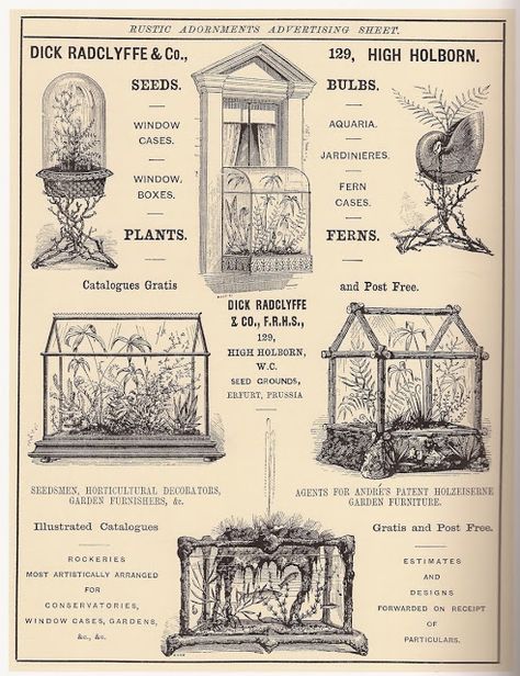 The Fern and Mossery: Fern Fever: The Story of Pteridomania - Victorian Terrarium Craze Victorian Terrariums, Wardian Case, Victorian Greenhouses, Victorian Parlor, Glass Houses, Greenhouse Plans, Best Plants, Garden Terrarium, Bird Cages