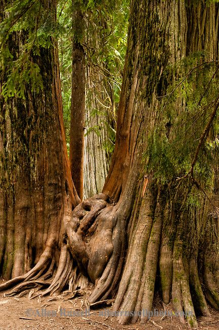 Pinned by http://FlanaganMotors.com.  Ross Creek Cedars Scenic Area, Montana, Western Red Cedars, forests Love this place Unusual Trees, Montana Western, Weird Trees, Amazing Trees, Large Trees, Magical Tree, Giant Tree, Beautiful Trees, Old Trees