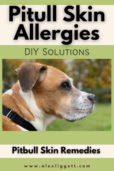 Medicine Safe For Dogs, Dog Allergies Remedies, Natural Dog Remedies, Dog Skin Allergies, Home Remedies For Allergies, Dog Food Allergies, Make Dog Food, Dog Remedies, Home Remedies For Skin