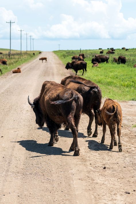 Pawhuska Oklahoma, Tallgrass Prairie, Oklahoma Travel, Osage County, Travel Oklahoma, Planning A Trip, Summer Bucket Lists, Summer Bucket, Scenic Landscape