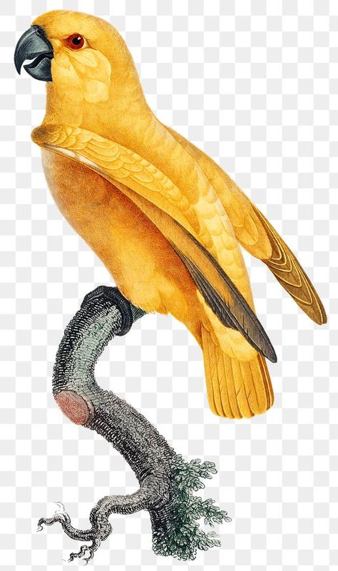 Parrot Images, Parrot Png, Senegal Parrot, Jungle Birds, Gif Png, Vintage Parrot, Wood Carving For Beginners, Jungle Illustration, Illustration Nature