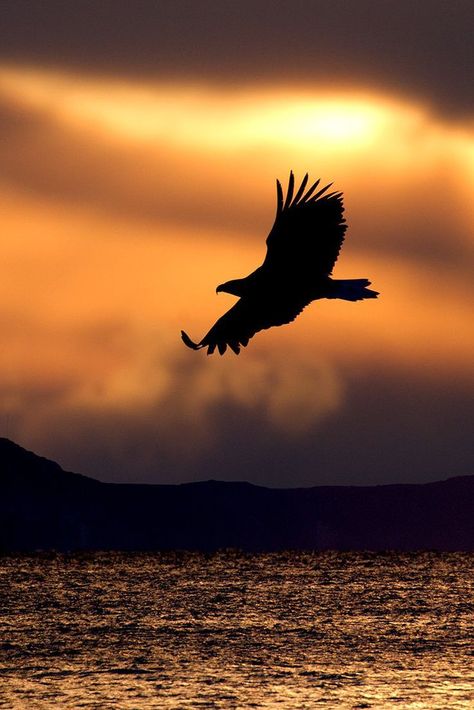 Steller's Sea Eagle Silhouette Sunrise tattoo #zicxa-photos #zicxa #images #background #wallpaper #freepik #shutterstock #VN Eagle Soaring Silhouette, Eagle Shadow, Steller's Sea Eagle, Sunrise Tattoo, Eagle Silhouette, Eagle Painting, Sea Eagle, Eagle Wallpaper, Eagle Tattoos