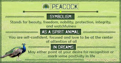 What does a Peacock Symbolize A peacock symbolizes beauty, freedom, nobility, integrity, vision, refinement, protection, self-expression, and watchfulness. Peacock Symbolisms According to Color White peacock: Symbolizes divine realization, renewal, and attraction Golden peacock: Is a symbol of the cosmos, light, and immortality Meaning of a Peacock Feather A peacock feather stands for the all seeing eye, symbolizing … Peacock Meaning Symbols, Peacock Spirit Animal Meaning, Peacock Spirit Animal, Peacock Meaning, Peacock Feather Meaning, Peacock Symbolism, Peacock Feather Tattoo Meaning, Animal Totem Spirit Guides, Feather Magic