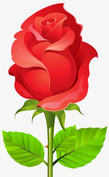 Wallpaper Mawar, Rose Flower Png, Hd Flower Wallpaper, Red Roses Wallpaper, Single Red Rose, Easy Flower Painting, Beautiful Flower Drawings, Rose Clipart, Rose Flower Pictures