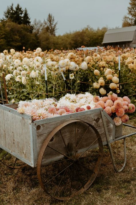 Flower Farm Layout Ideas, Floret Flower Farm, Dahlia Garden Layout, Flower Farm Aesthetic, Flower Farm Layout, Saltwater Cowboy, Compost Tea Recipe, Flower Garden Aesthetic, Mind Video