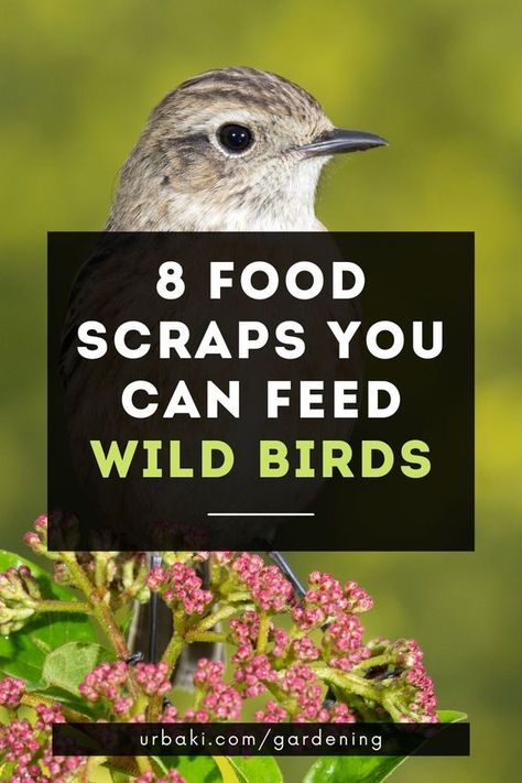 Home Made Bird Food, Backyard Bird Feeders Garden Ideas, Feeding Wild Birds, Bird Food Diy, Bird Sanctuary Ideas Backyards, Homemade Bird Seed, Bird Feeding Station Ideas, Homemade Bird Food, Garden For Birds