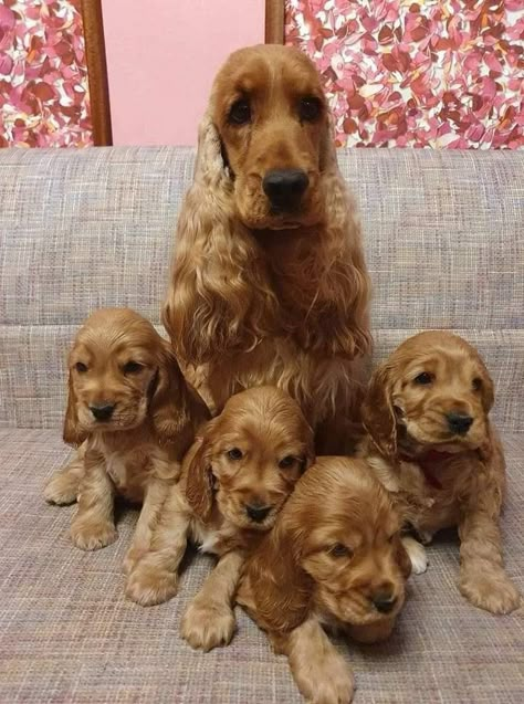 English Cocker Spaniel Puppies, Golden Cocker Spaniel, American Cocker Spaniel, Cocker Spaniel Puppies, Cocker Spaniel Dog, Really Cute Dogs, Spaniel Puppies, Pretty Dogs