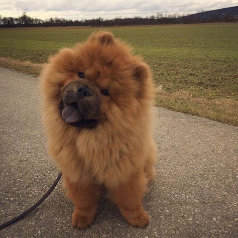 14 Adorable Chow Chows That Can Bright Your Day | Page 2 of 3 | PetPress Puppy Chow Halloween, Perros Chow Chow, Puppy Fluffy, Puppy Chow Christmas, Chow Chow Puppy, Head Tilt, Chow Chow Dogs, Puppy Chow, Fluffy Dogs