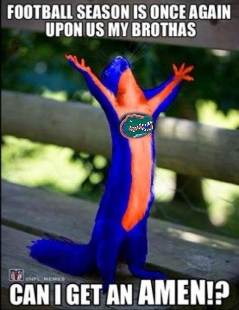 Ready for some Gator Football!! Florida Gators Quotes, College Football Humor, Fla Gators, Florida Gators Wallpaper, Uf Football, Uf Gator, Gator Football, Uf Gators, Florida Football