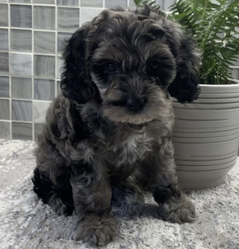 Cavapoo Black And White, Mini Cockapoo, Black Cockapoo, Cockapoo Puppies, Wolverine Hugh Jackman, Cute Little Puppies, Little Puppies, Dog Photos, Grey And White