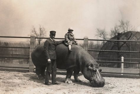 St Louis Zoo, Zoo Photos, Strange Photos, Hippopotamus, Vintage Photographs, Vintage Photography, Old Pictures, Vintage Images, Old Photos