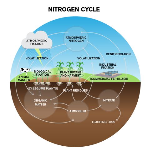 Nitrogen Cycle Lessons Nitrogen Cycle Project, Glycolysis Pathways, Crafts Bookmarks, Process Diagram, Electron Transport Chain, Nitrogen Fixation, Cell Organelles, Nitrogen Cycle, Vegetable Farming