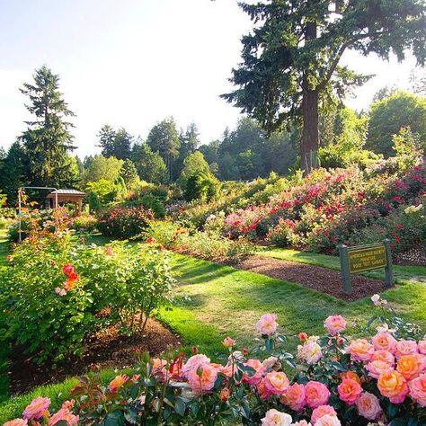 Did you know Portland is nicknamed the "City of Roses"? If you're ever in town, don't miss the International Rose Test Garden. It's just a quick drive, bike ride, or bus trip from the Portland Eco House. Plus, the famous Japanese Garden is adjacent to the Rose Garden. Love trees? The Hoyt Arboretum, nestled in Washington Park along with these gems, is a must-see too! *pictures are from the internet #travelportland #ecotravel #ecofriendly #veganfriendly #ecostay #vacationrentals #pdx #airbnb ... Hoyt Arboretum, Bus Trip, Portland Travel, Washington Park, Eco Travel, Bus Travel, Air B And B, Eco House, Seating Chart