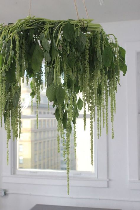 Hanging Amaranthus Chandelier Hanging Flower Arrangements, Plant Installation, Flower Chandelier, Flower Installation, Floral Chandelier, Diy Chandelier, Hanging Flowers, Deco Floral, Greenery Wedding