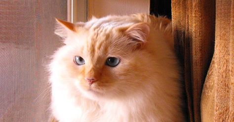 Eco-Friendly Freckles: A Natural Remedy for Your Cat's Asthma...Coconut Oil! Cat Asthma, Essential Oils Cats, Symptoms Of Asthma, Essential Oils For Asthma, Cat Remedies, Senior Cat Food, Natural Asthma Remedies, Asthma Remedies, Kitty Care