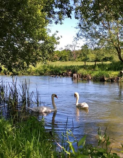 Two Swans, Summer Scenes, Water Pond, Fantasy Forest, Cartoon Girl Drawing, Route Map, Landscape Artwork, Beautiful Landscape Wallpaper, Trout Fishing