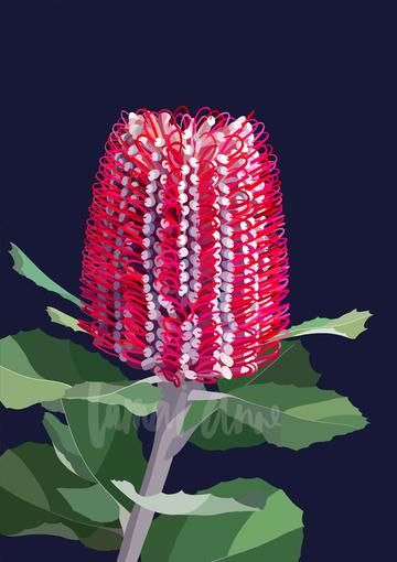 Banksia Coccinea, Lamai Anne, Botanical Artists, Protea Art, Native Artwork, Australian Natives, Australian Wildflowers, Wildflower Paintings, Australian Flowers