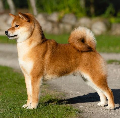 Shiba Inu Reference, Shiba Inu Tail, Shiba Inu Cute, Shiba Dog, Spitz Dogs, Dog Anatomy, Akita Inu, Dog Camping, Shiba Inu Dog