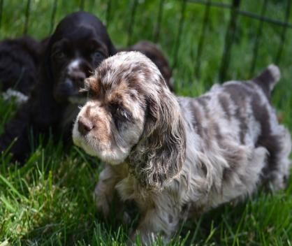 Merle Cocker Spaniel, Cocker Spaniel Chocolate, Puppies Cocker Spaniel, American Cocker Spaniel Puppies, Cocker Spaniel Breeders, Cocker Spaniel For Sale, Chocolate Cocker Spaniel, Blue Roan Cocker Spaniel, Spaniel Cocker