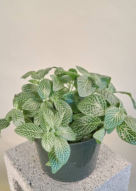 Fittonia Plant Care - How to Grow & Maintain Nerve Plants | Apartment Therapy Fittonia Plant, Propagation Tips, Nerve Plant, Plant Goals, Inside Plants, Plant Decor Indoor, Plant Aesthetic, House Plants Indoor, Pretty Plants