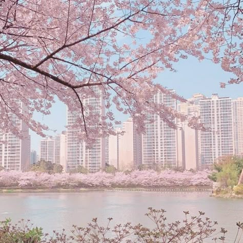 Japan Cherry Blossom, Cherry Blossom Trees, Pink Nature, Soft Pink Theme, Dreamy Photography, Cherry Blossom Background, Pretty Landscapes, Japan Aesthetic, Pink Themes